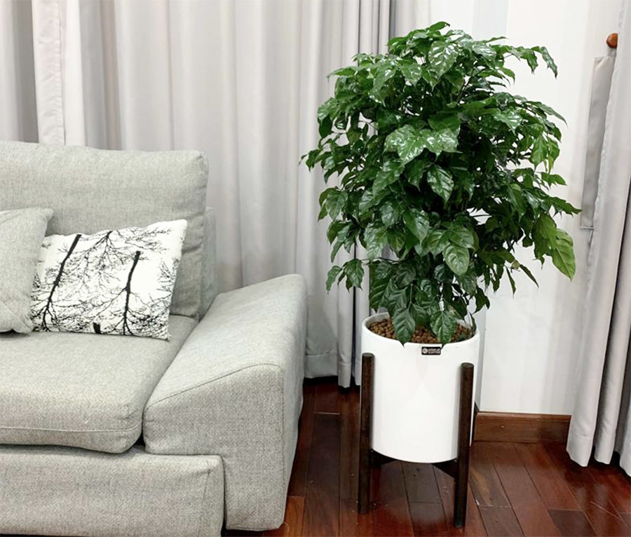 Cây Tặng Tân Gia: Sự Kết Hợp Giữa Vẻ Đẹp và Ý Nghĩa Phong Thủy cây hạnh phúc