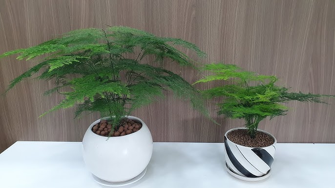 Cây Tặng Tân Gia: Sự Kết Hợp Giữa Vẻ Đẹp và Ý Nghĩa Phong Thủy cây thủy tùng