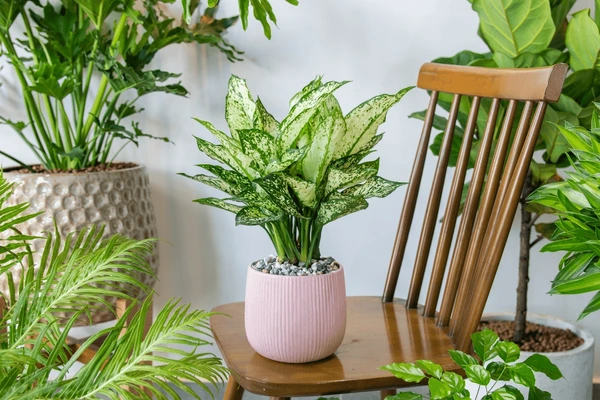 cây vạn lộc