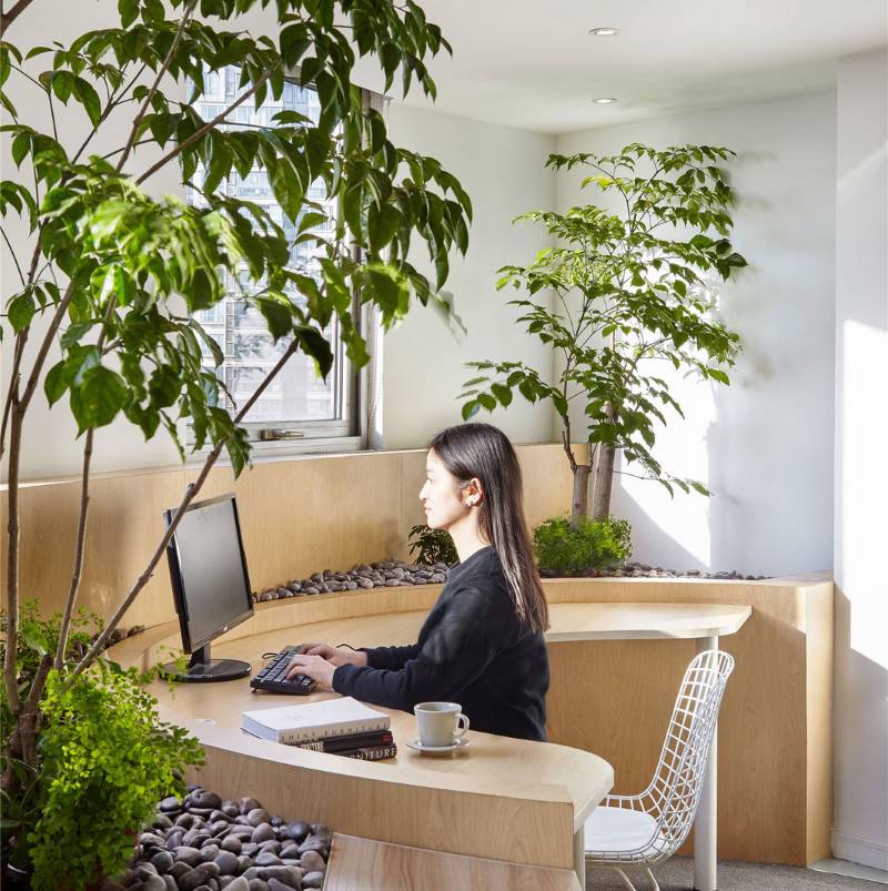 Tại Sao Cây Cảnh Văn Phòng Làm Thay Đổi Không Gian Làm Việc Của Bạn cây văn phòng