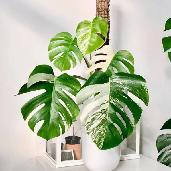 Monstera Đột Biến