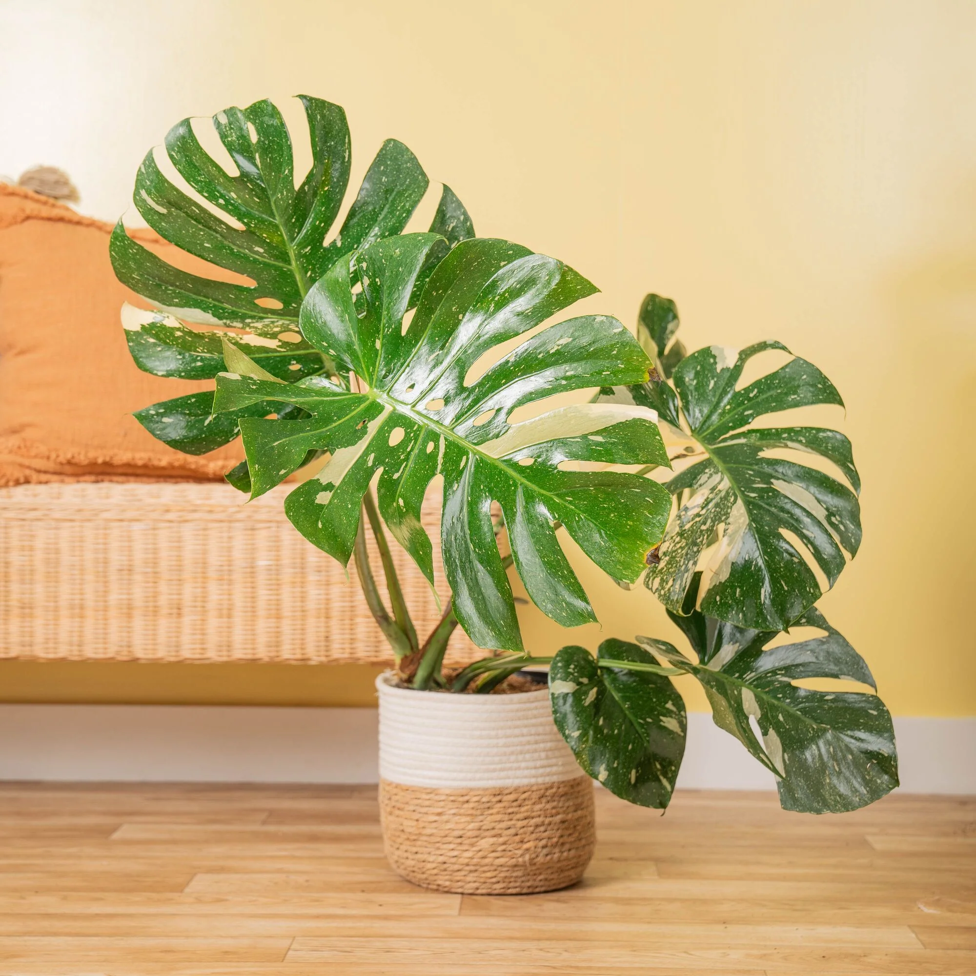monstera thaicons