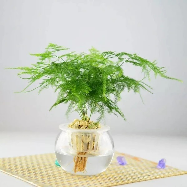 Cây Tặng Tân Gia: Sự Kết Hợp Giữa Vẻ Đẹp và Ý Nghĩa Phong Thủy thủy tùng thủy sinh