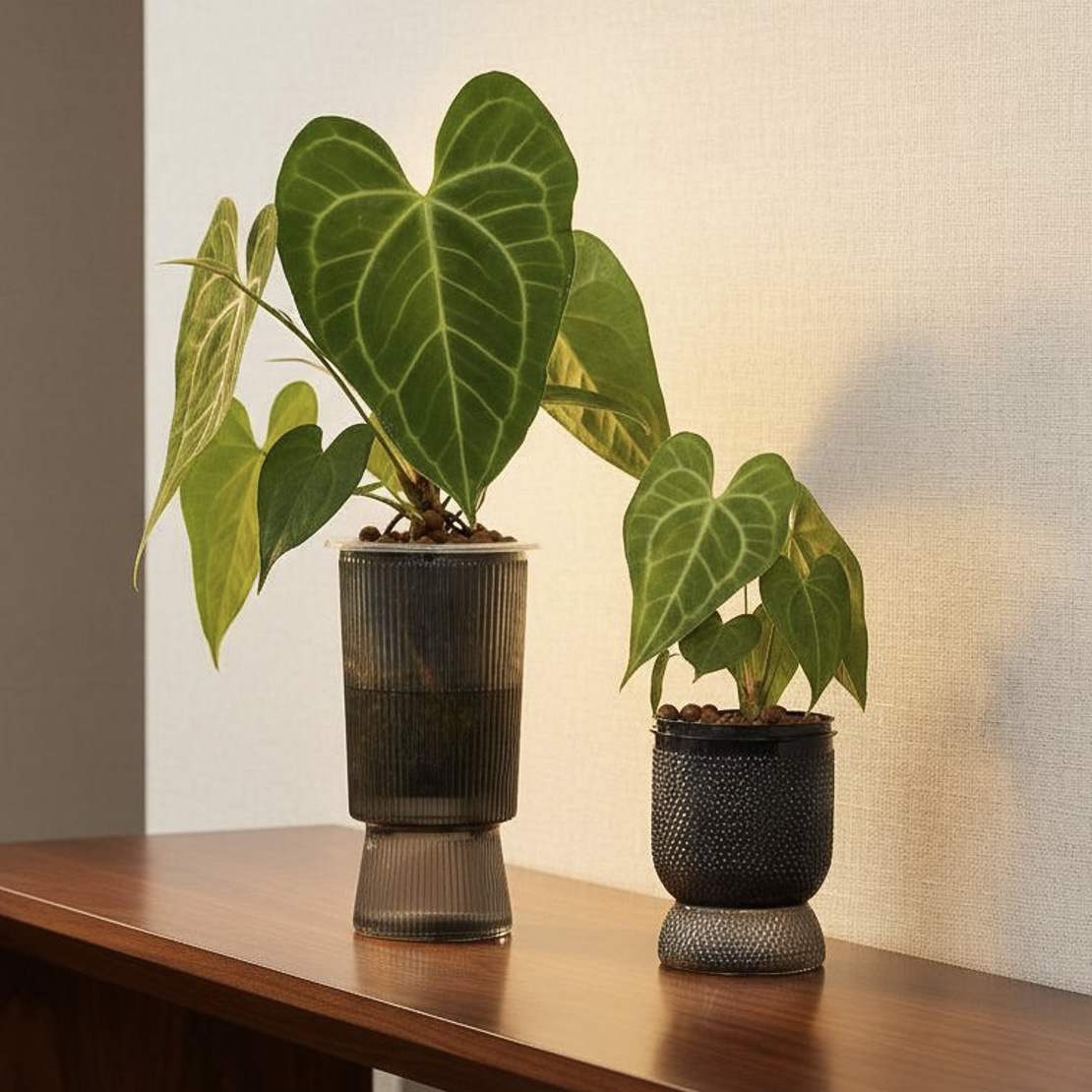 Cây kiểng lá Anthurium thuỷ sinh