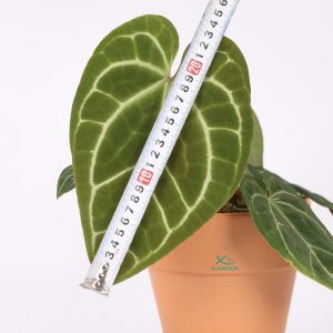 Kiểng Lá Anthurium Kèm Chậu Gốm & Dĩa Lót, Lá Size 22cm-30cm IMG 0015 copy 2