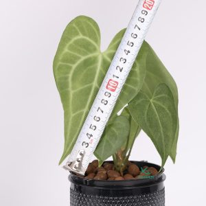 anthurium thuy sinh
