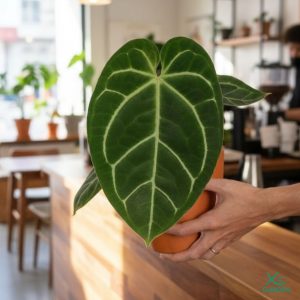 Kiểng Lá Anthurium Kèm Chậu Gốm & Dĩa Lót, Lá Size 22cm-30cm anthurium 1