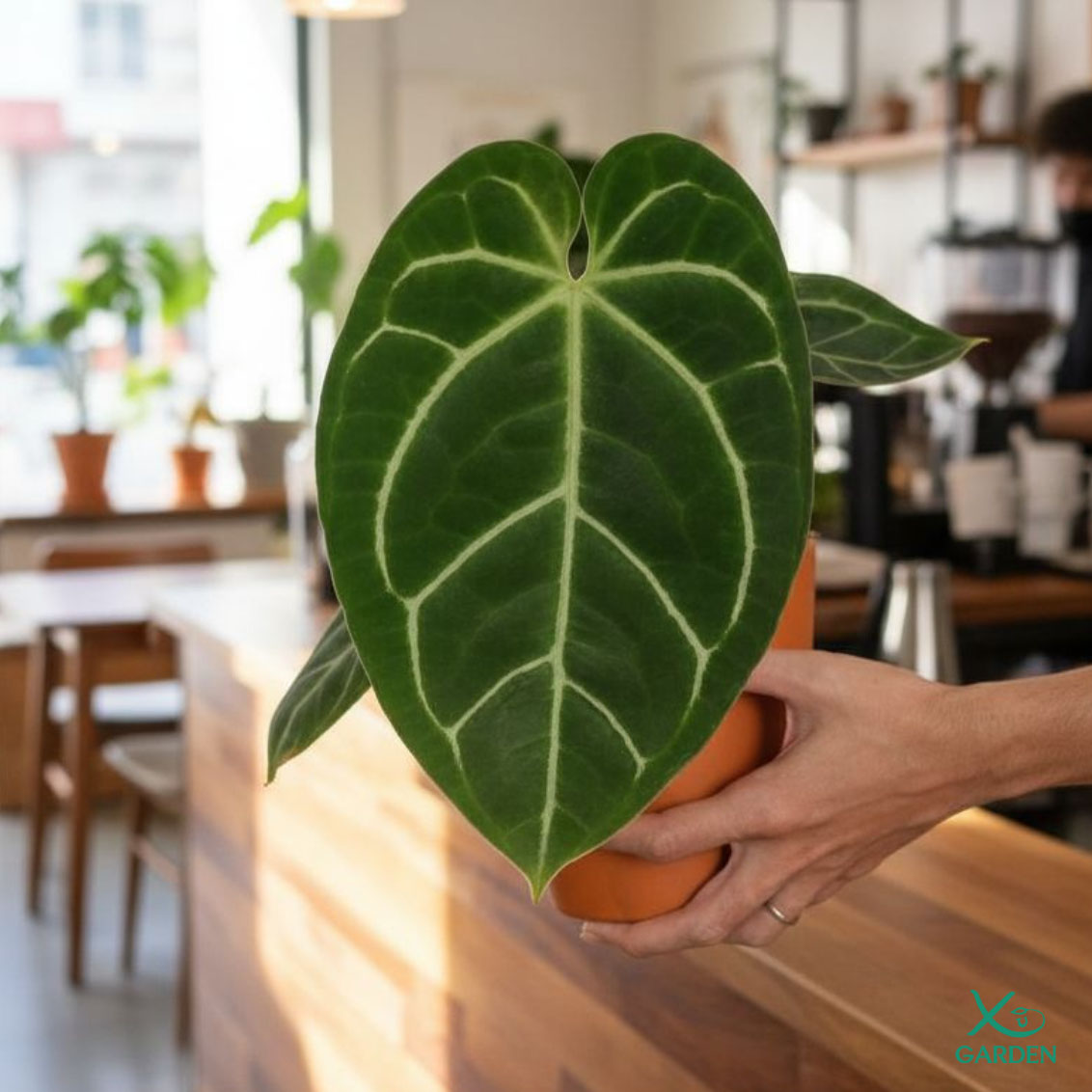 anthurium 1 anthurium 1