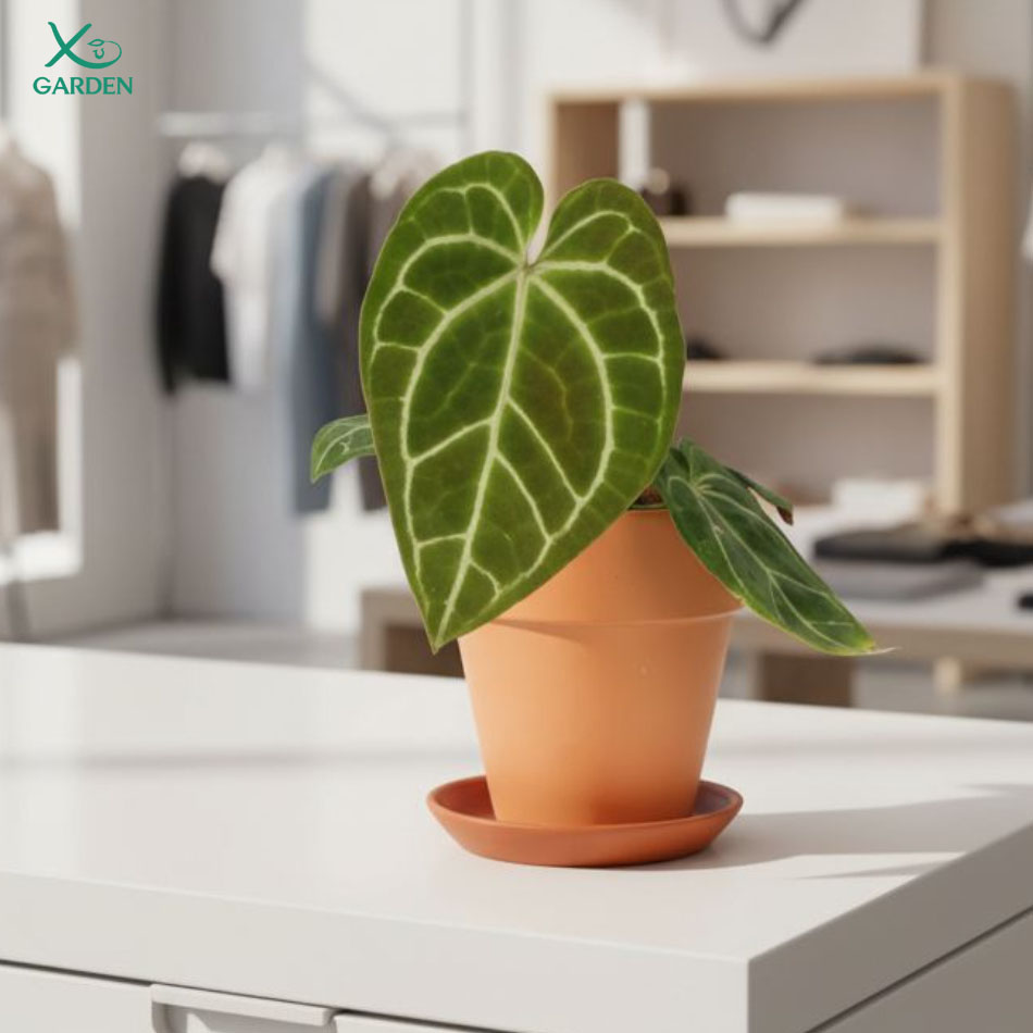 anthurium 3 kiểng lá anthurium