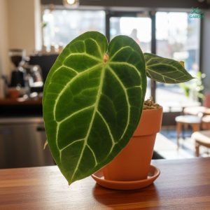 Kiểng Lá Anthurium Kèm Chậu Gốm & Dĩa Lót, Lá Size 22cm-30cm anthurium 4