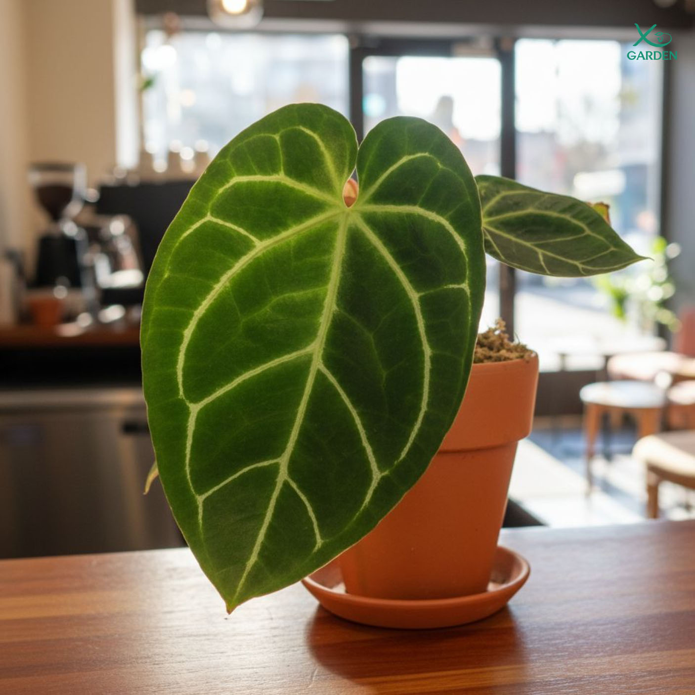 anthurium 4 anthurium 4